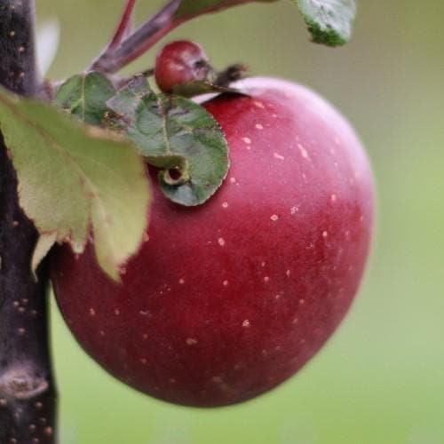  Apple Tickled Pink (Baya® Marisa)