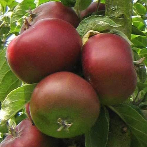  Apple Blood Of The Boyne