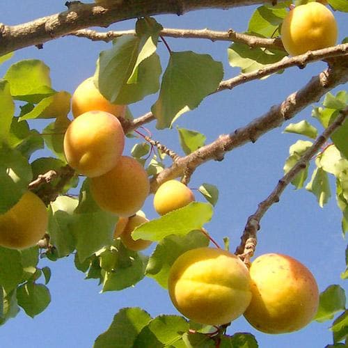  Apricot Early Moorpark