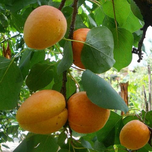 Apricot Bredase