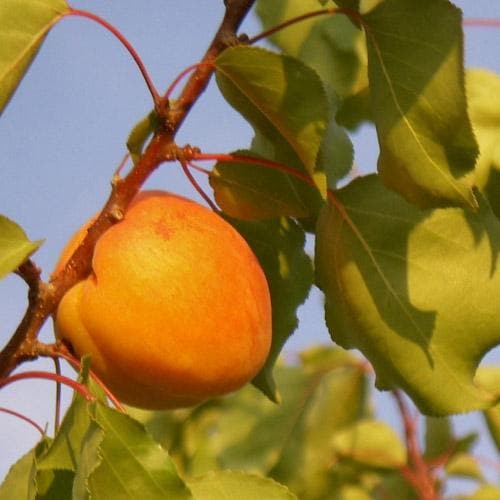  Apricot Bredase