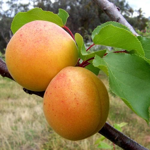  Apricot Bredase