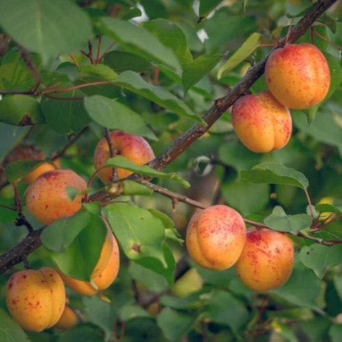  Apricot Bredase