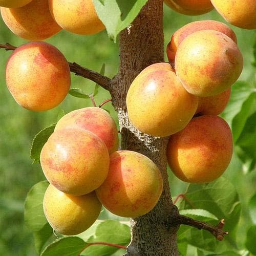  Apricot Early Moorpark