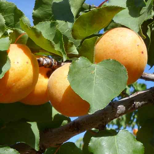  Apricot Early Moorpark