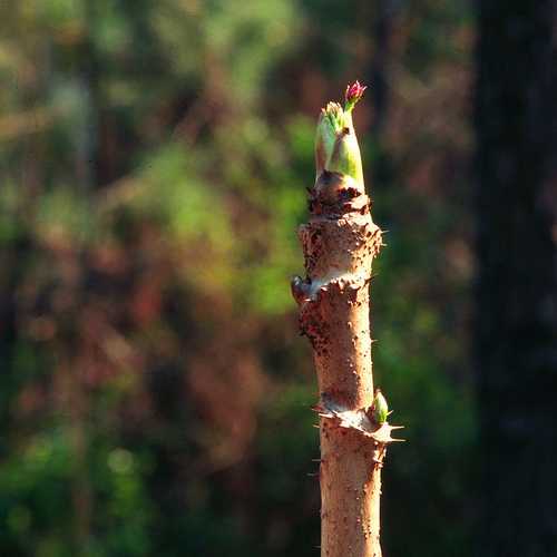  Aralia Spinosa | Devils Walking Stick