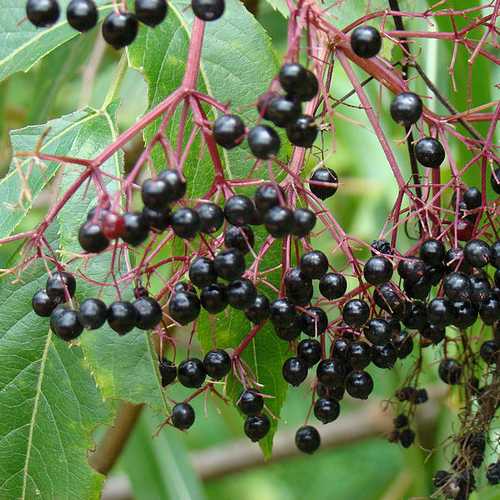  Aralia Spinosa | Devils Walking Stick