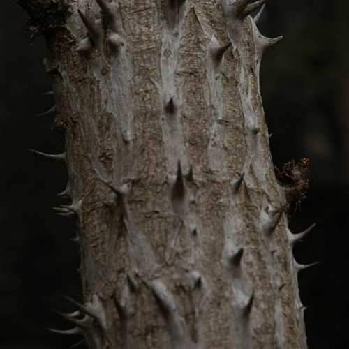 Aralia Spinosa | Devils Walking Stick