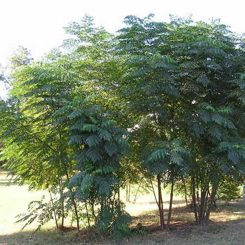  Aralia Spinosa | Devils Walking Stick