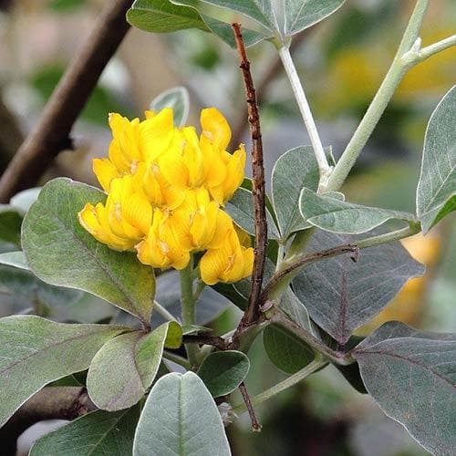  Argyrocytisus Battandieri