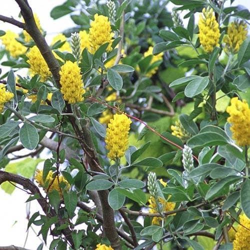  Argyrocytisus Battandieri