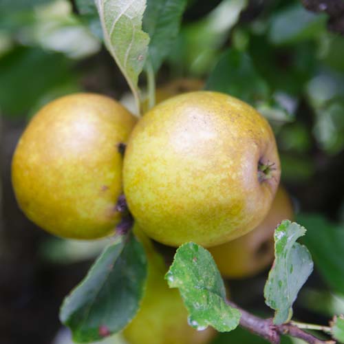  Apple Ashmead's Kernel