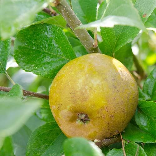  Apple Ashmead's Kernel