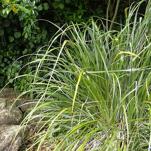  Astelia Banksii