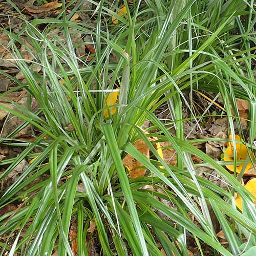  Astelia Banksii