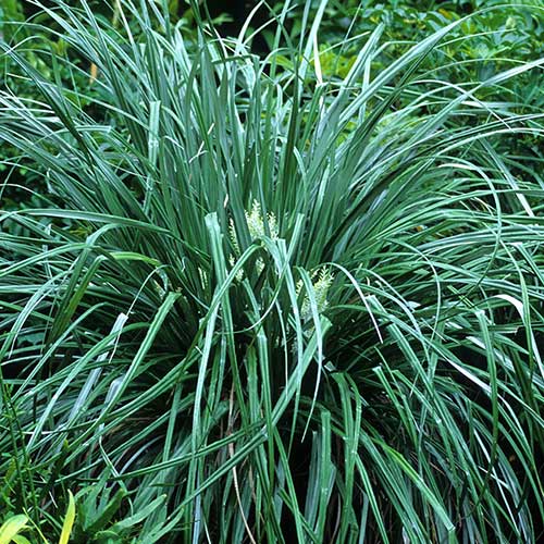  Astelia Banksii