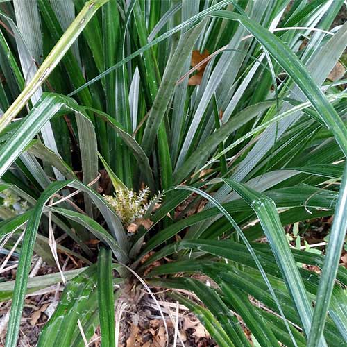  Astelia Banksii