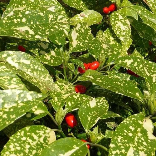  Aucuba Japonica Crotonifolia