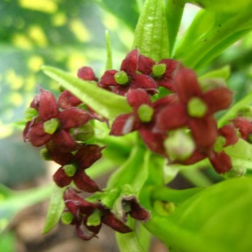  Aucuba Japonica Crotonifolia
