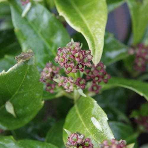  Aucuba Japonica Rozannie - Self Fertile