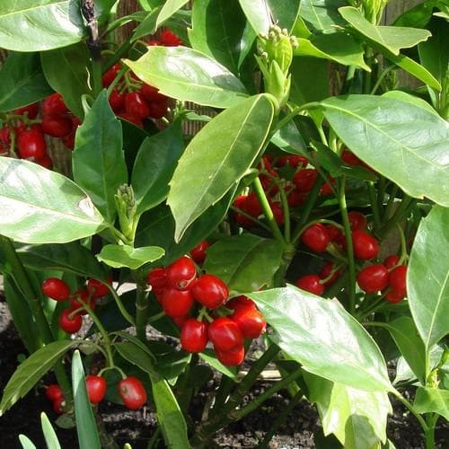  Aucuba Japonica Rozannie - Self Fertile