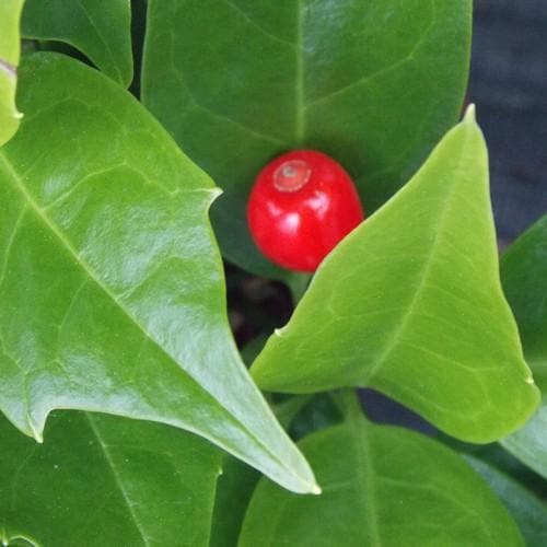  Aucuba Japonica Rozannie - Self Fertile