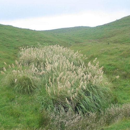 Cortaderia Fulvida