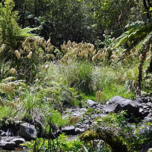  Cortaderia Fulvida