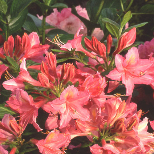  Azalea Mollis Jolie Madame