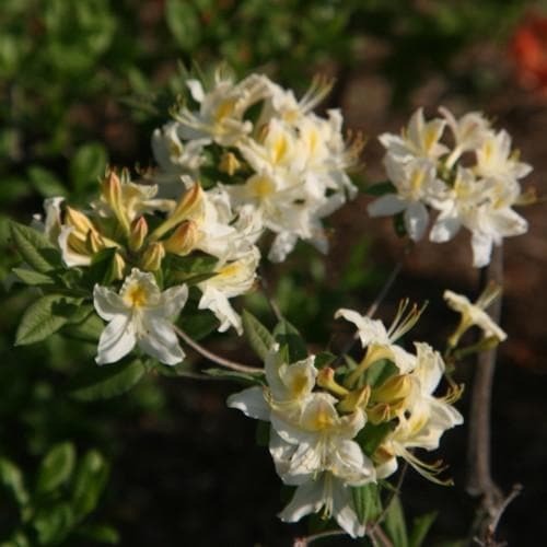  Azalea Mollis Daviesii