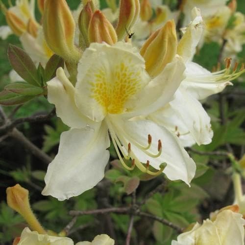  Azalea Mollis Daviesii