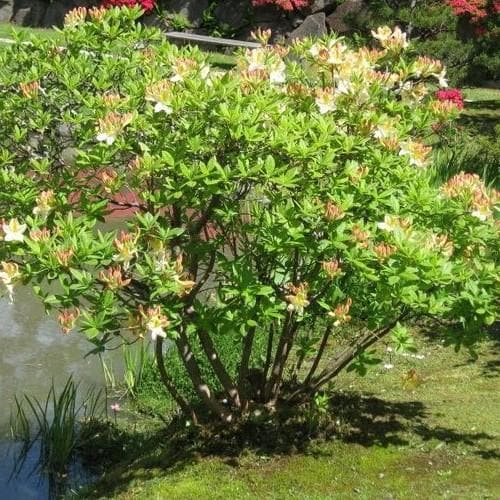  Azalea Mollis Daviesii