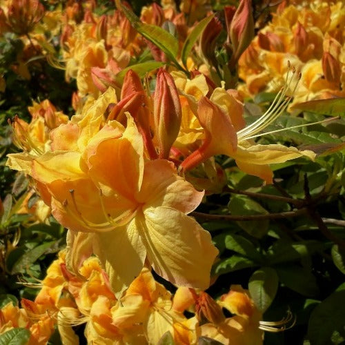  Azalea Mollis Golden Sunset