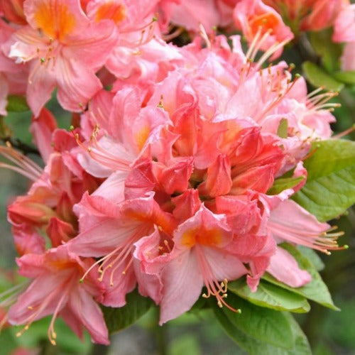  Azalea Mollis Pink Delight