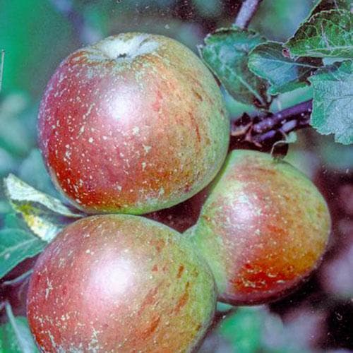  Apple Ballinora Pippin