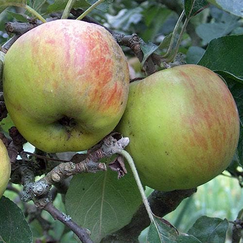  Apple Ballinora Pippin