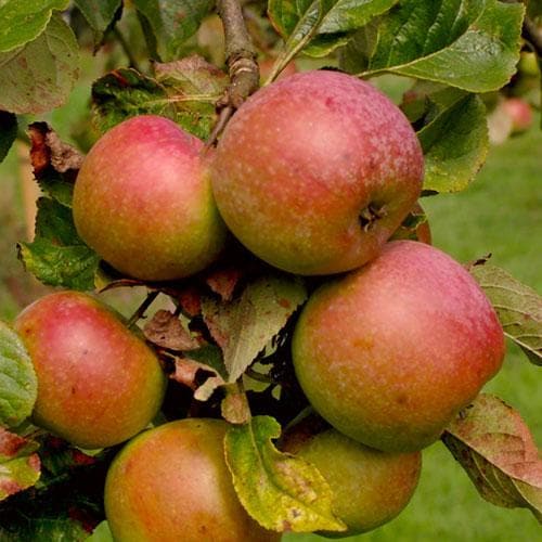  Apple Ballinora Pippin
