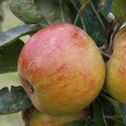  Apple Ballinora Pippin