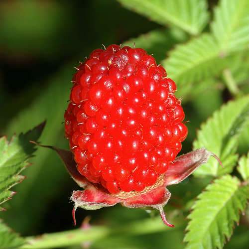  Balloon Berry - Rubus Illecebrosus