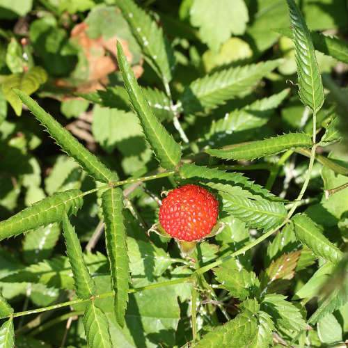  Balloon Berry - Rubus Illecebrosus