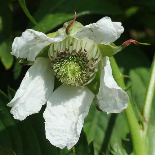  Balloon Berry - Rubus Illecebrosus