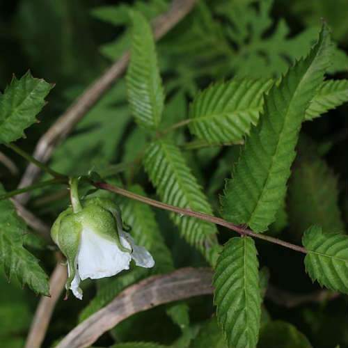  Balloon Berry - Rubus Illecebrosus