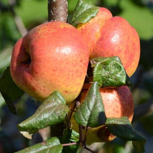  Apple Ballyfatten