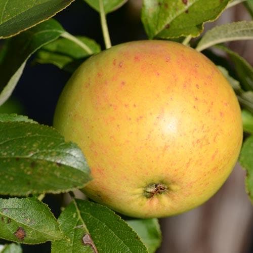  Apple Ballyvaughan Seedling