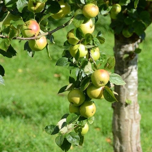  Apple Ballyvaughan Seedling