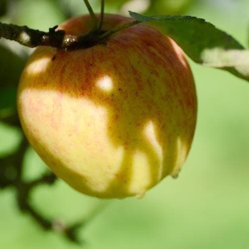 Apple Bardsey