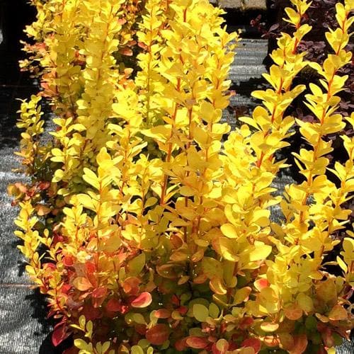  Berberis Thunbergii Maria