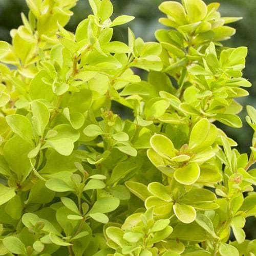  Berberis Thunbergii Maria