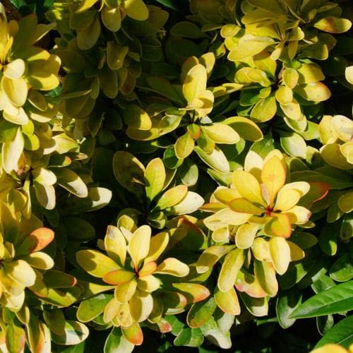  Berberis Thunbergii Maria