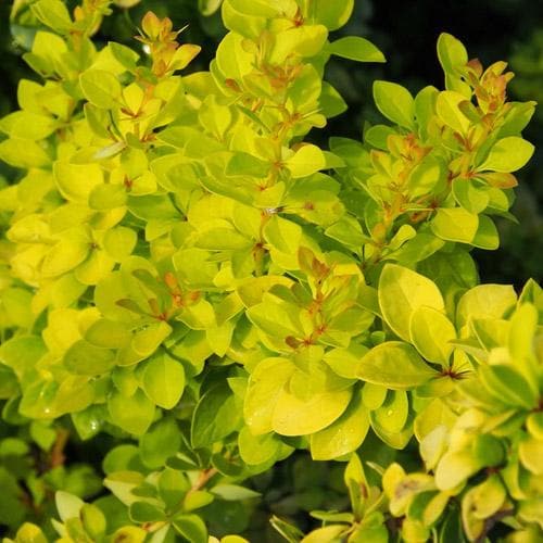  Berberis Thunbergii Maria